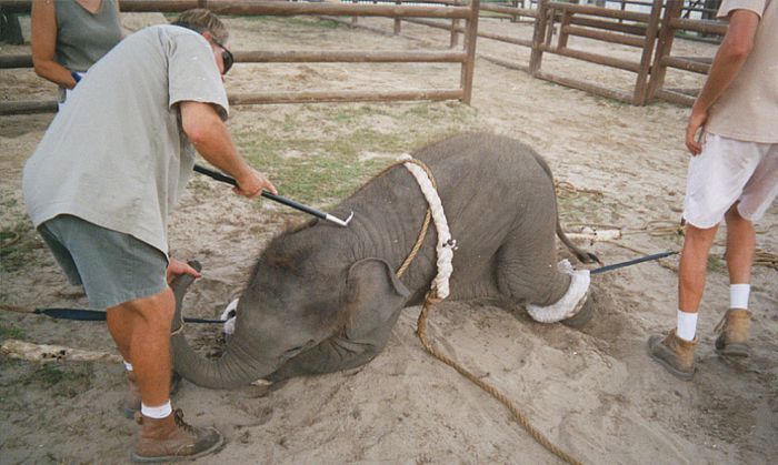 baby_elephant_trainings_in_circus_21.jpg