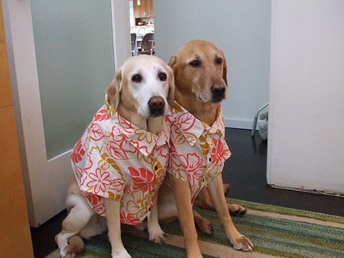 dogs_in_hawaiian_shirts_03.jpg